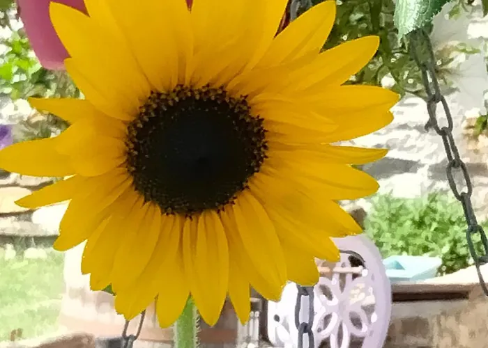 Il Posto Al Sole 4* Teglio