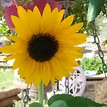 Il Posto Al Sole 4* Teglio